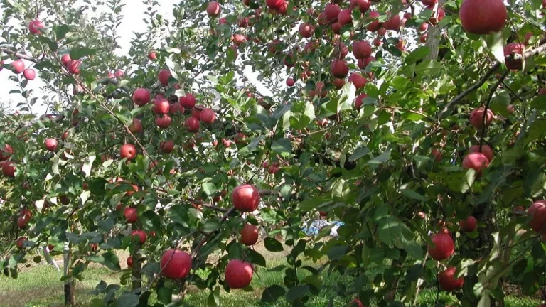 「完璧な処方箋」がもたらす、豊かさという名の限界。