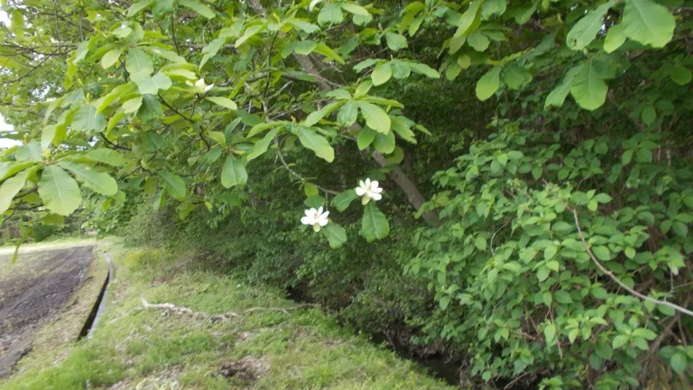 大きな葉と白い花を咲かせるホオノキ（朴の木）。