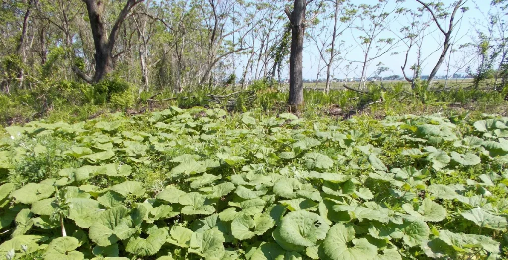 林の境界に広がるフキ（蕗）の大きな葉の群生