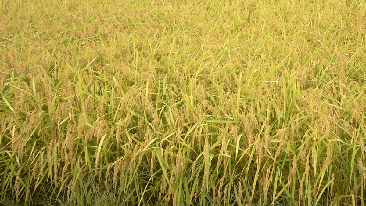 稲穂の垂れた稲田の様子