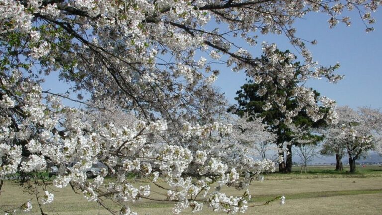 青空を背景に満開に咲き誇る桜の木の風景