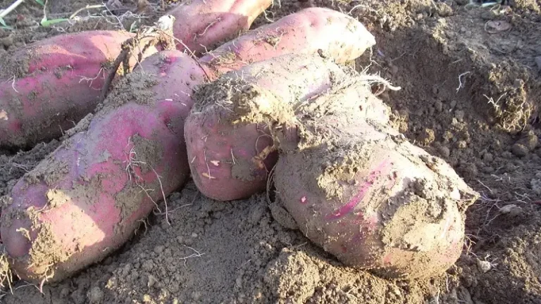 土がついたサツマイモが複数写っている様子 収穫されたばかりの泥つきのサツマイモ