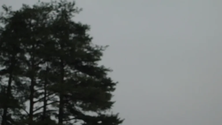 曇り空の下、冷たい空気に包まれて静かに佇む数本の松の木