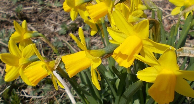 鮮やかな黄色いスイセンの花