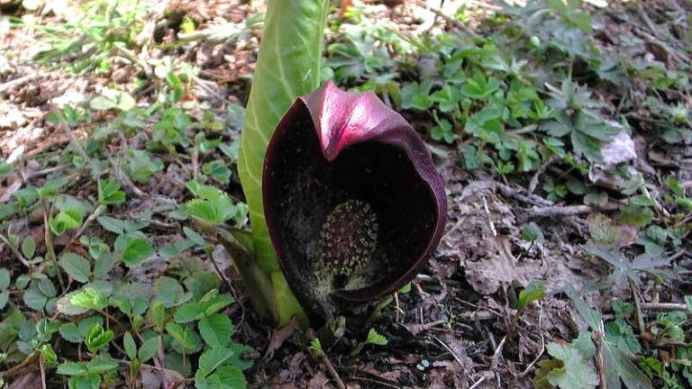 座禅草（ザゼンソウ）