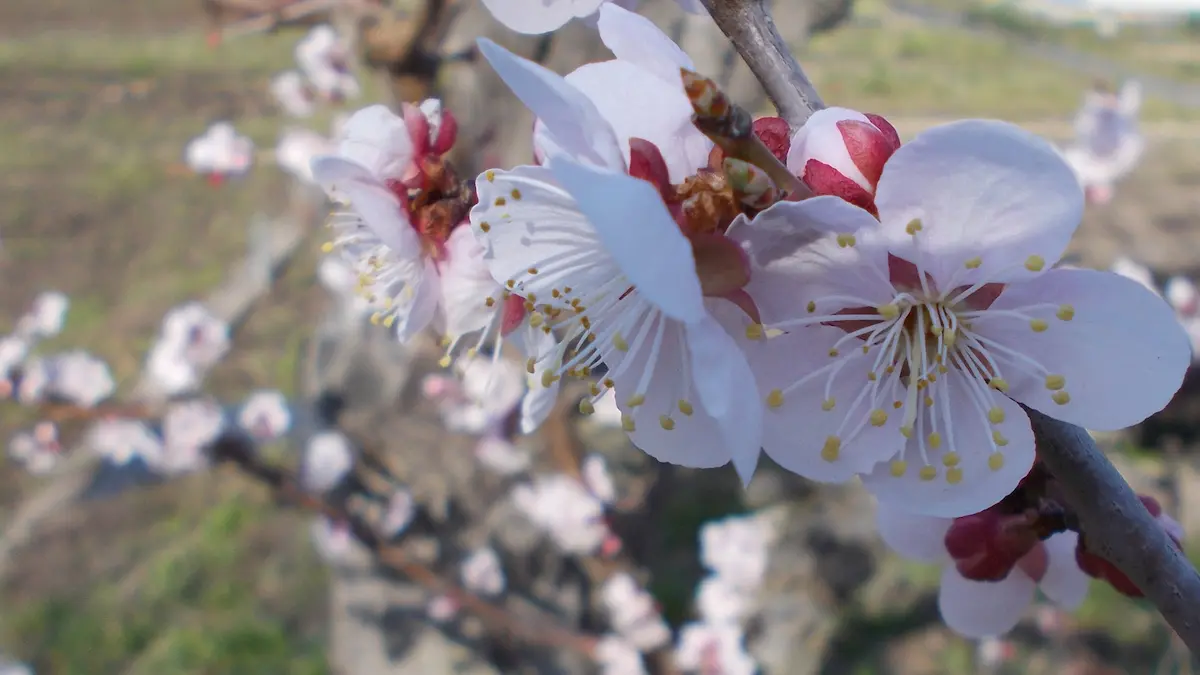 薄いピンク色の杏（あんず）の花が、青空と白い雲を背景に密集して咲いている様子