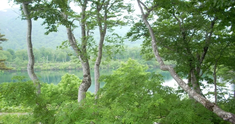 水辺の林の風景、水面に映る木々