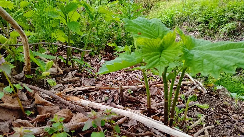 枯れ葉の中から力強く芽吹く、ミヤマイラクサ（山菜のアイコ）の新芽の写真。早春の生命力を感じる風景。