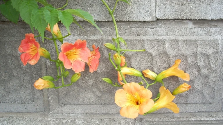 灰色のコンクリートブロックの壁を背景に咲く、オレンジ色と黄色のノウゼンカツラの花。緑の葉とツルが絡まっている様子を写したクローズアップ写真。