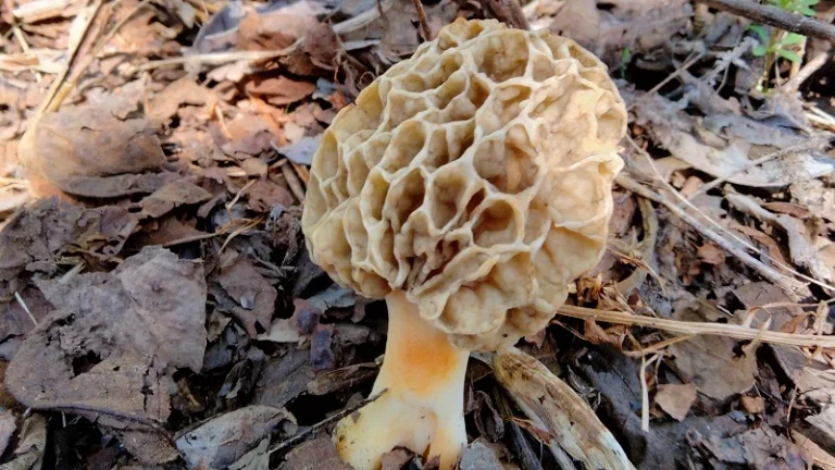 アミガサタケが落ち葉の地面から生えている様子