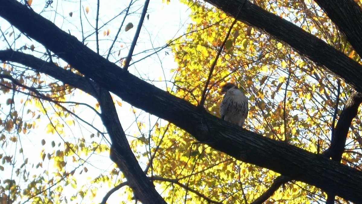 秋の黄色い葉が茂る木の枝に止まっている、茶色と白の斑点模様の猛禽類、アカオノスリの幼鳥。