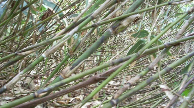 密集した笹竹の林。緑と茶色の茎や枯れ葉が絡み合っている。