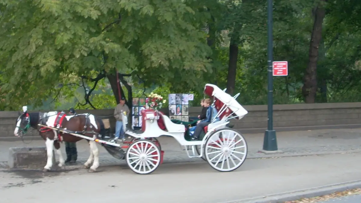 ニューヨーク、セントラルパークの木陰で待機する観光馬車と馬。