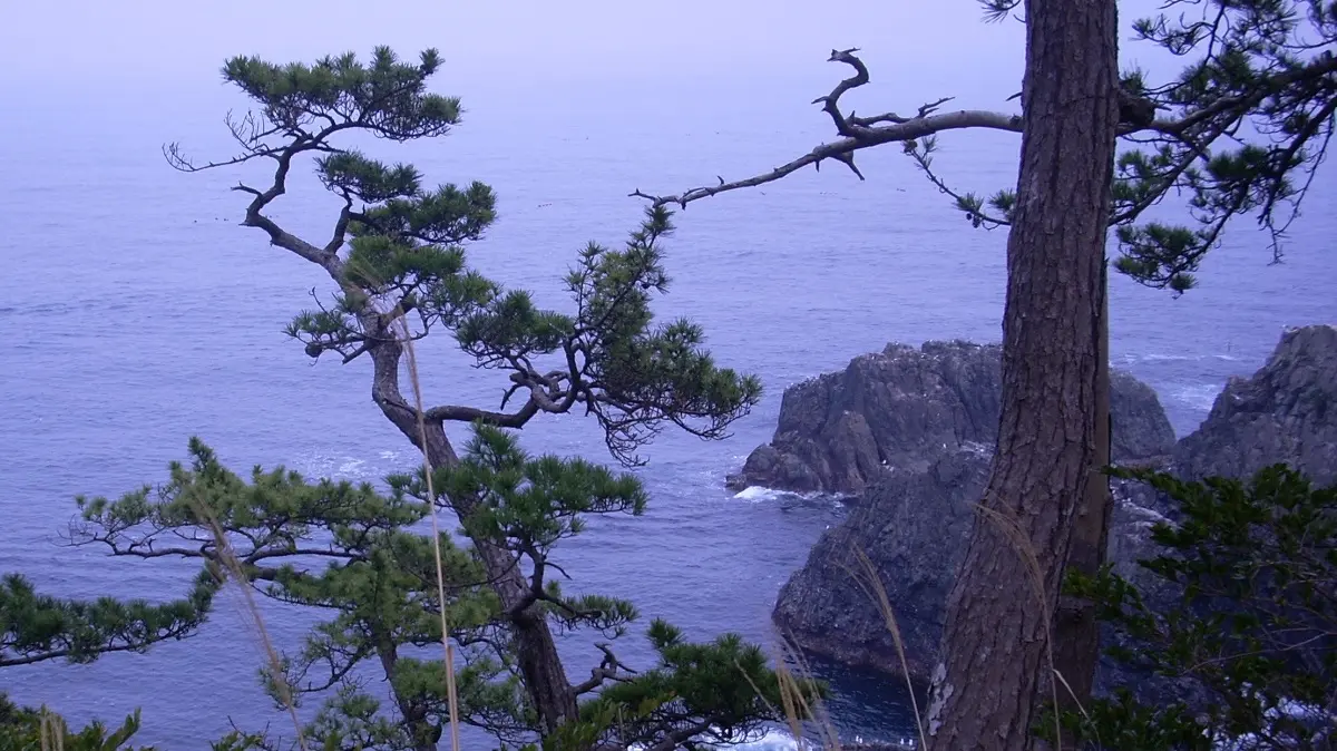 日本の各地に伝わる羽衣伝説の解析ページのアイキャッチ画像。手前の松の木と、青い海に浮かぶ黒い岩礁が特徴的な、岩手県碁石海岸の神秘的な風景。