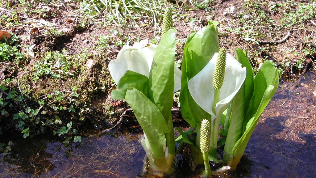 湿地に咲く白い仏炎苞（ぶつえんほう）と緑色の円柱状の花序が特徴的なミズバショウ