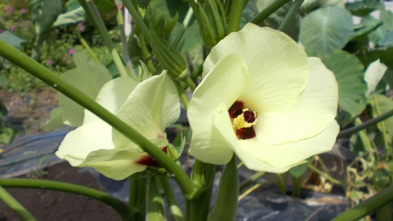 畑で咲くオクラの花のアップ