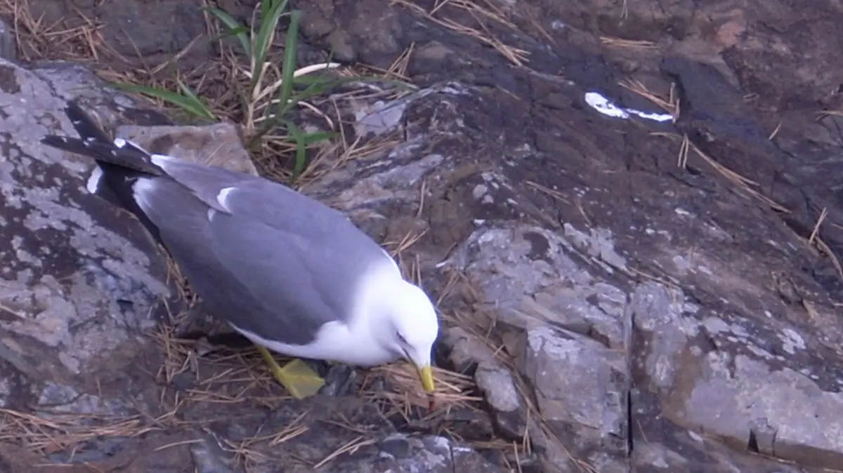 岩場に立つウミネコの成鳥。体は白く、背中と翼の上部は濃い灰色、足とくちばしは黄色で、くちばしの先端には黒と赤の模様があります。