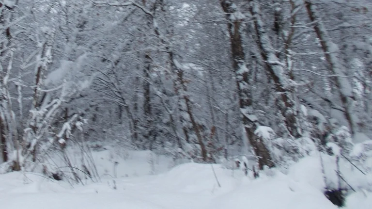 雪に覆われた、裸の木々が立ち並ぶ冬の森の風景