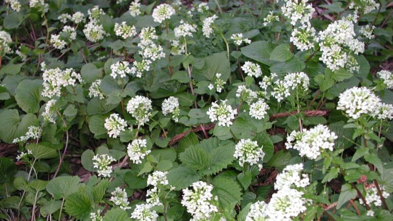 清流付近に群生する白いワサビの花畑