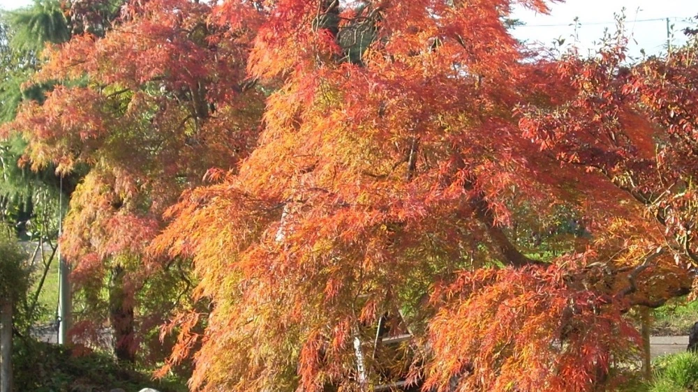 鮮やかな赤、オレンジ、黄色の紅葉に色づいたカエデの木