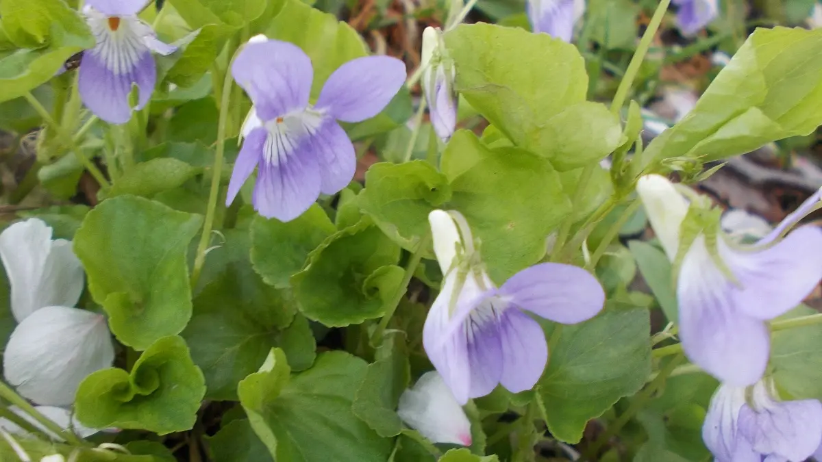 春の光の中で咲くスミレの花が、紫の花弁と丸みのある緑の葉を広げている様子。