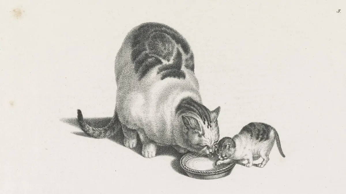 皿に入ったミルクを一緒に飲んでいる母猫と小さな子猫を描いた、ゴットフリード・マインドによる18世紀後半から19世紀前半のヴィンテージイラスト。