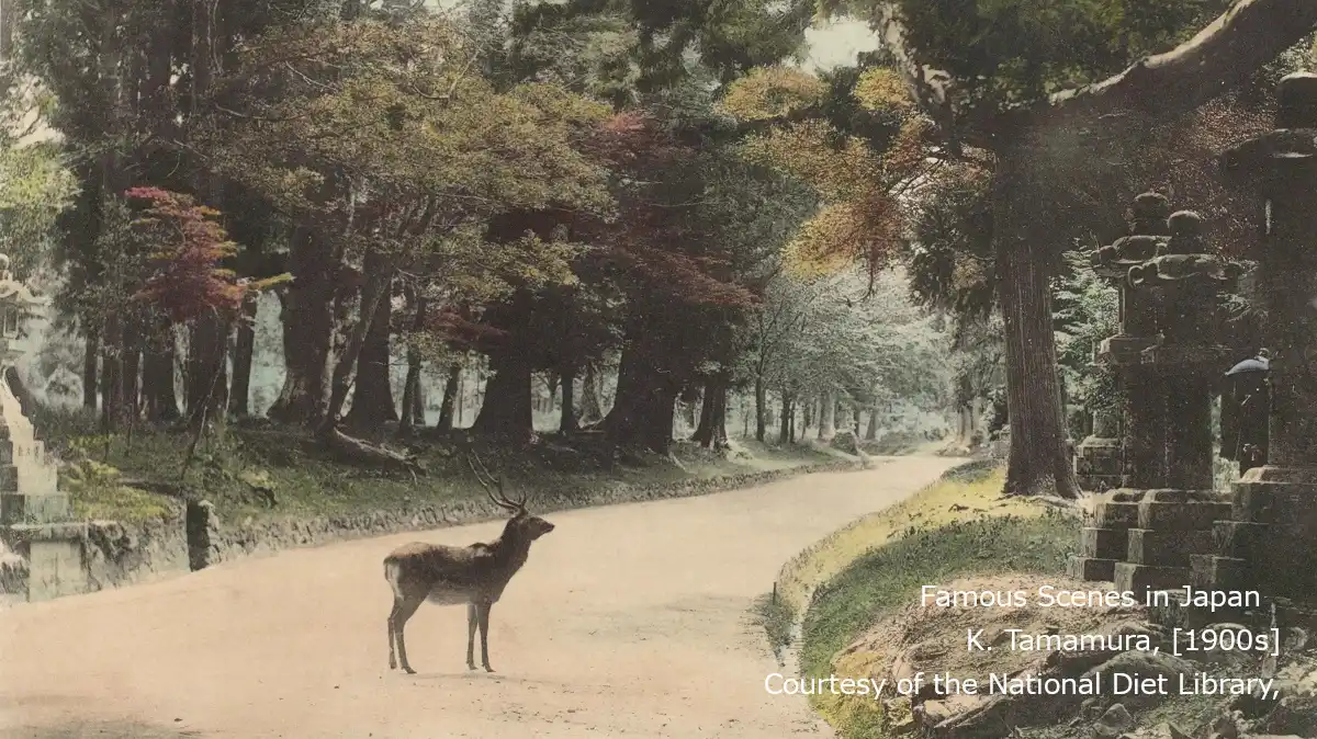 Famous Scenes in Japan K. Tamamura, [1900s] Courtesy of the National Diet Library, Japan ※一部トリミング